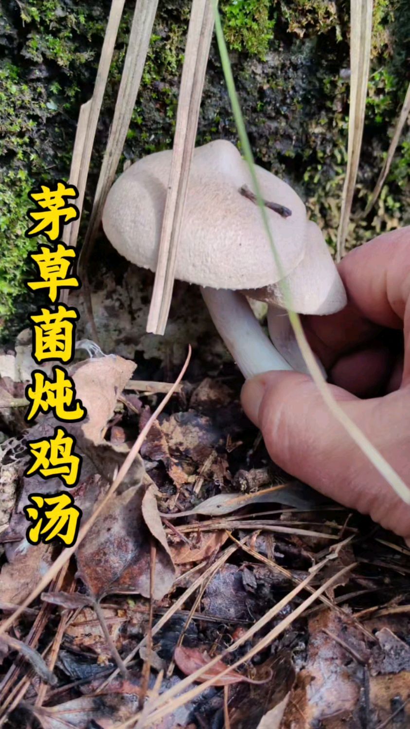茅草菌炖鸡的做法