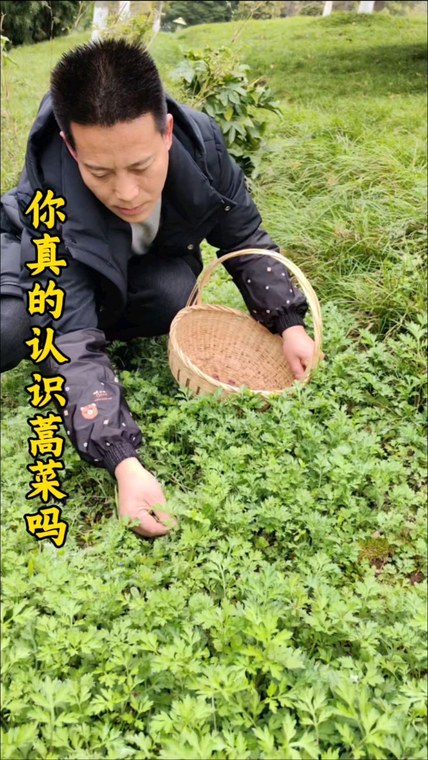 蒿菜煎鸡蛋的做法