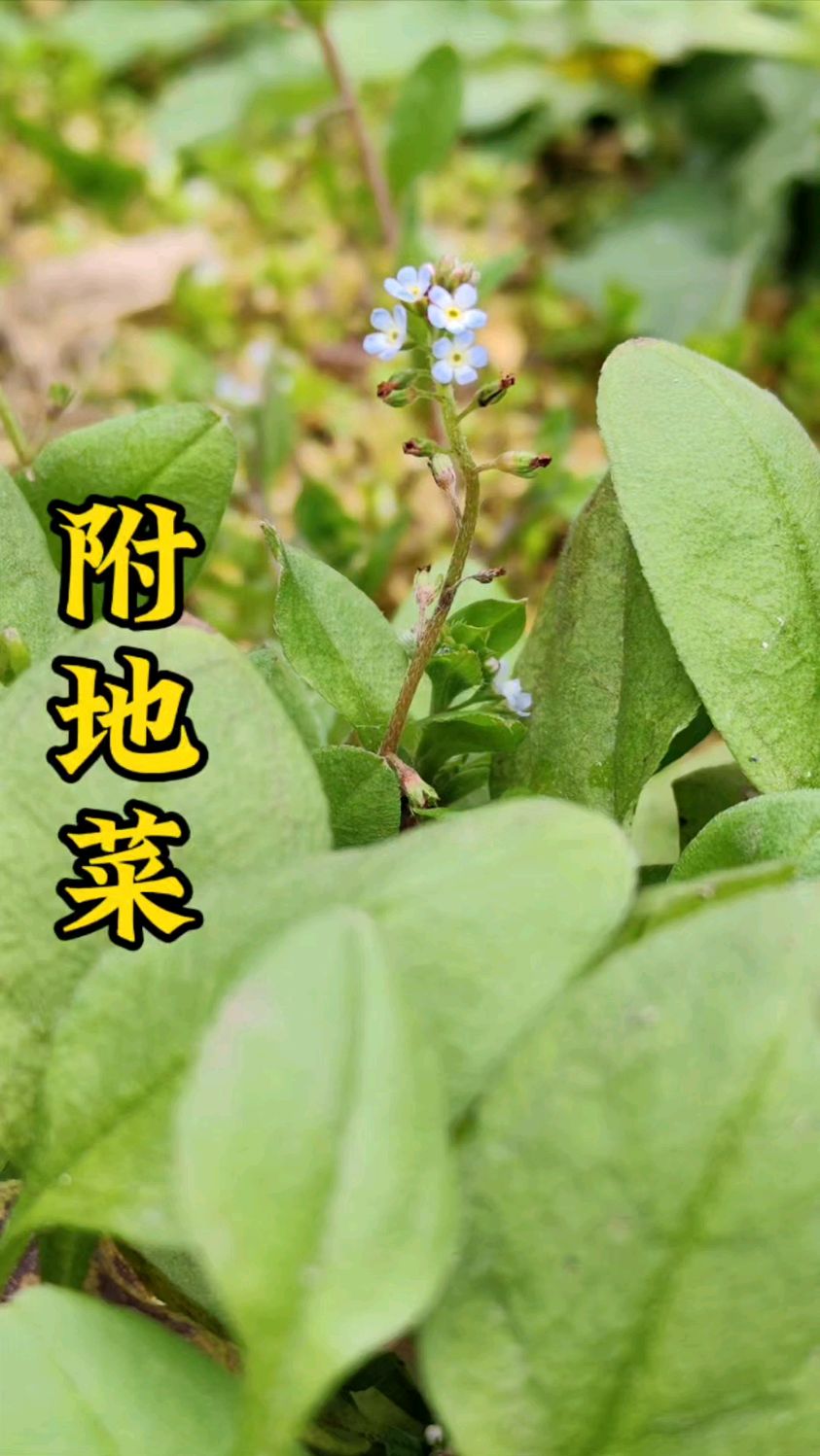 附地菜,你的家乡有没