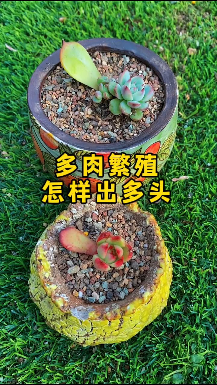 多肉叶片“扦插”为什么只长一个头,这样做更容易出多头群生