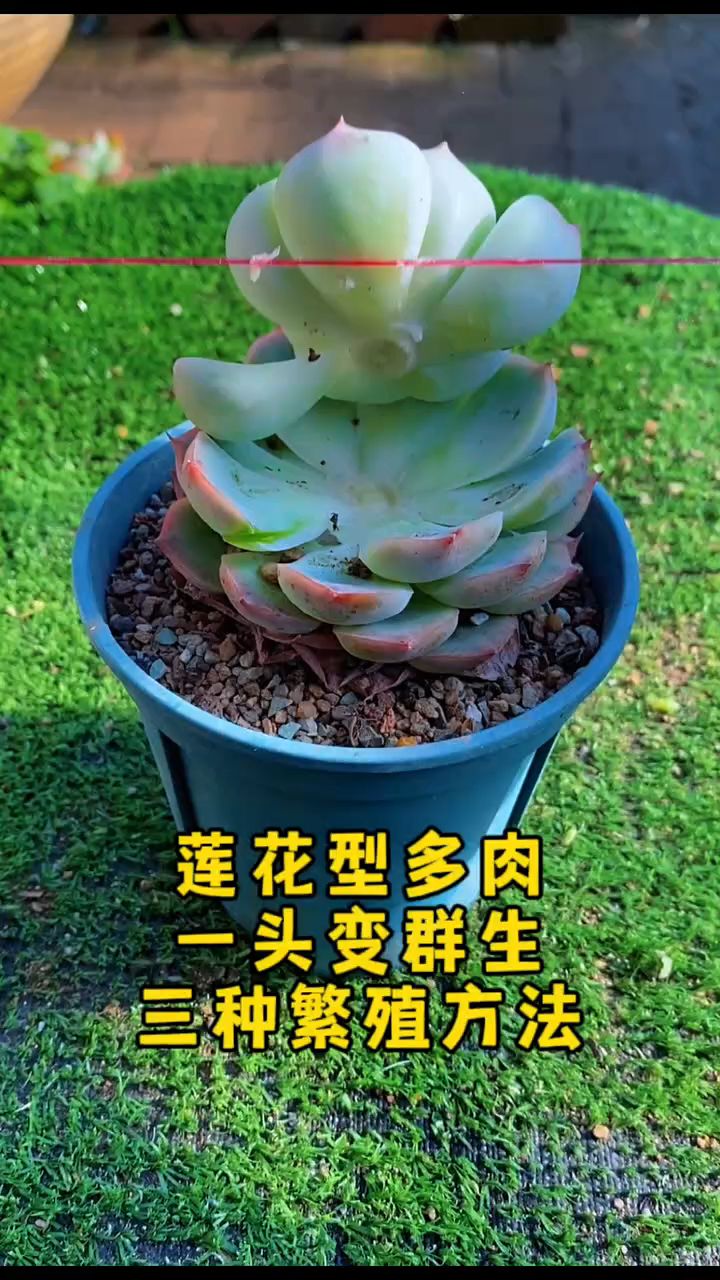 莲花型多肉“单头变群生”,三种“繁殖”小方法,学会爆满小崽崽