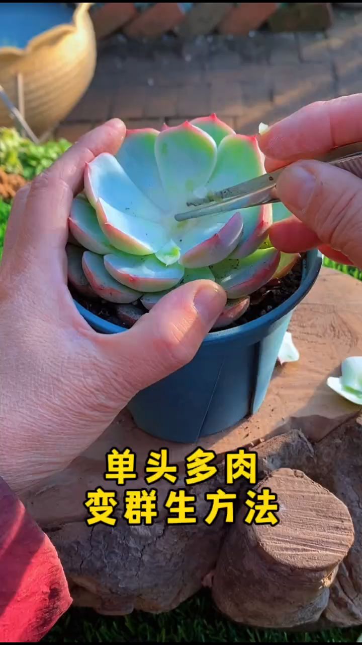 莲花型多肉单头变“群生”小技巧,只要简单两步,养出手捧花