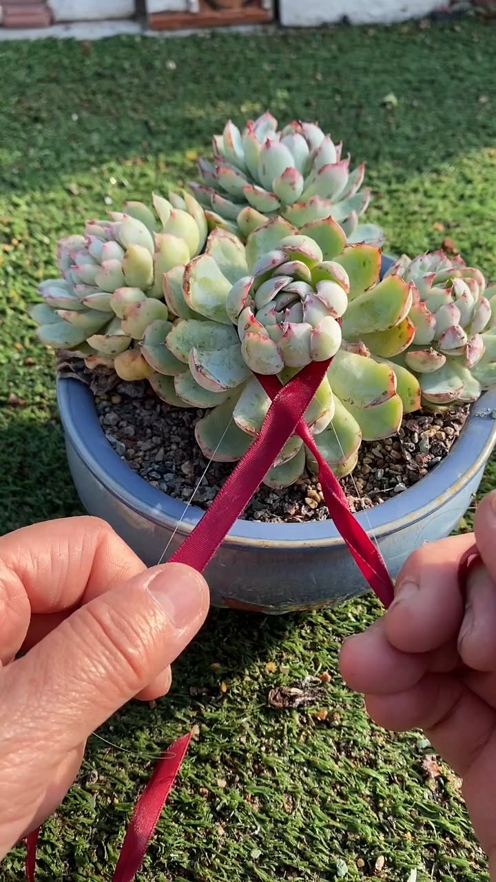 想让莲花型多肉,单头变群生,只需简单两步用不了多久手捧花