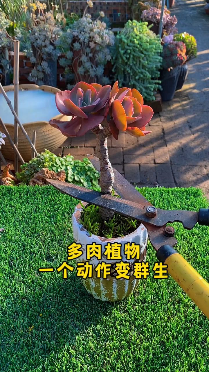 想让光杆子多肉变群生,只需简单一个动作,长满小侧芽多出十几盆