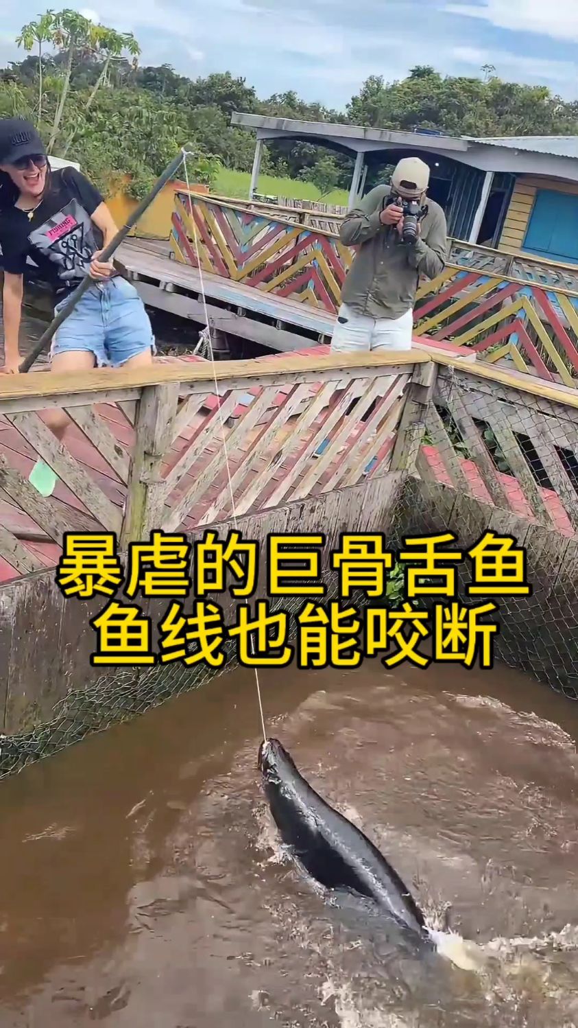暴虐的巨骨舌鱼,鱼线也能咬断!