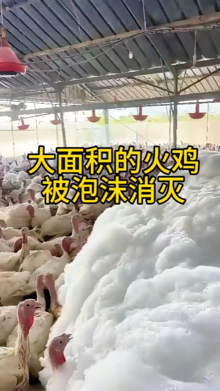 在美国的一火鸡农场之中,大面积的火鸡被泡沫消灭!