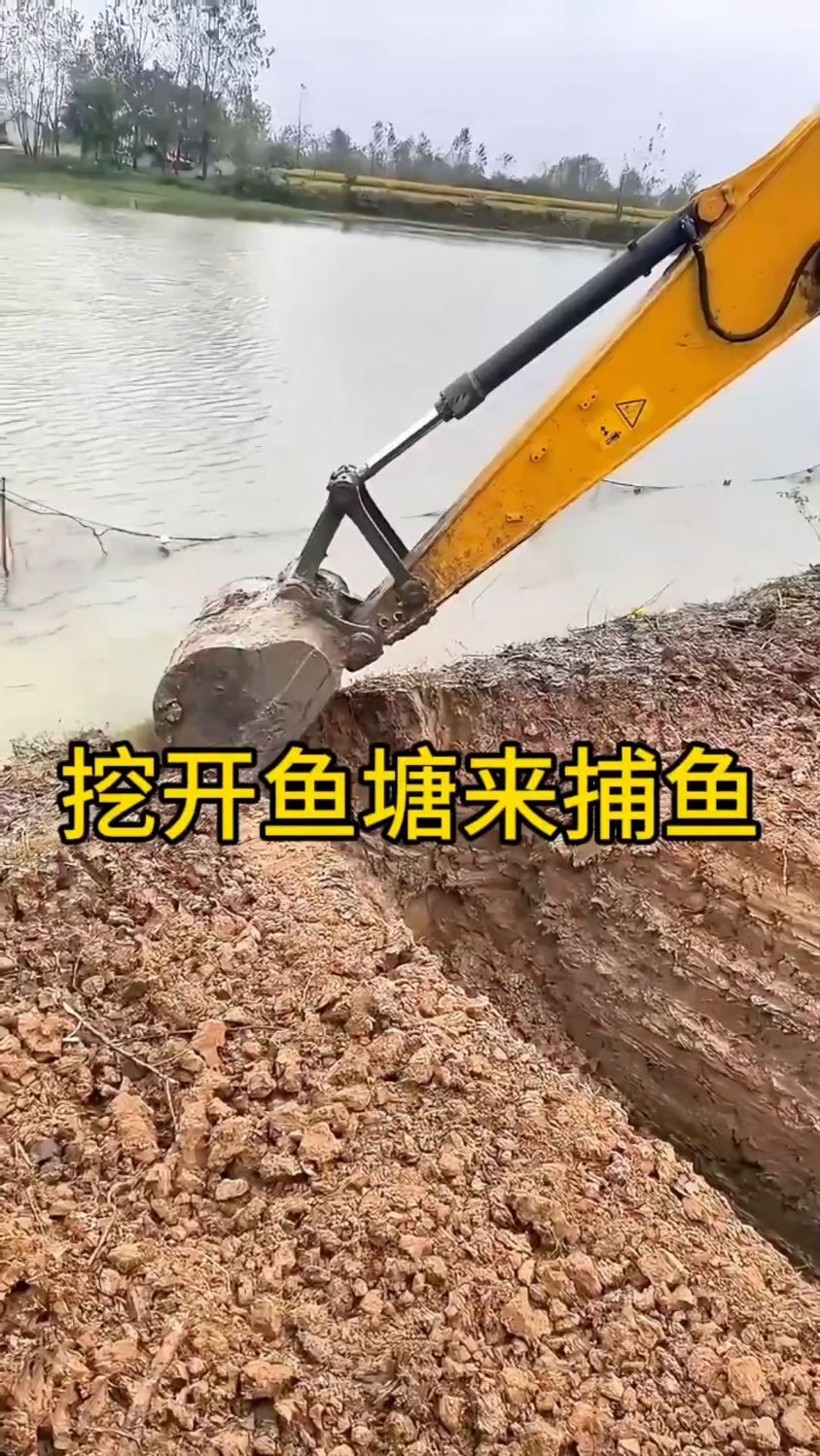 挖开鱼塘来捕鱼!鱼塘收鱼的另一种方式!
