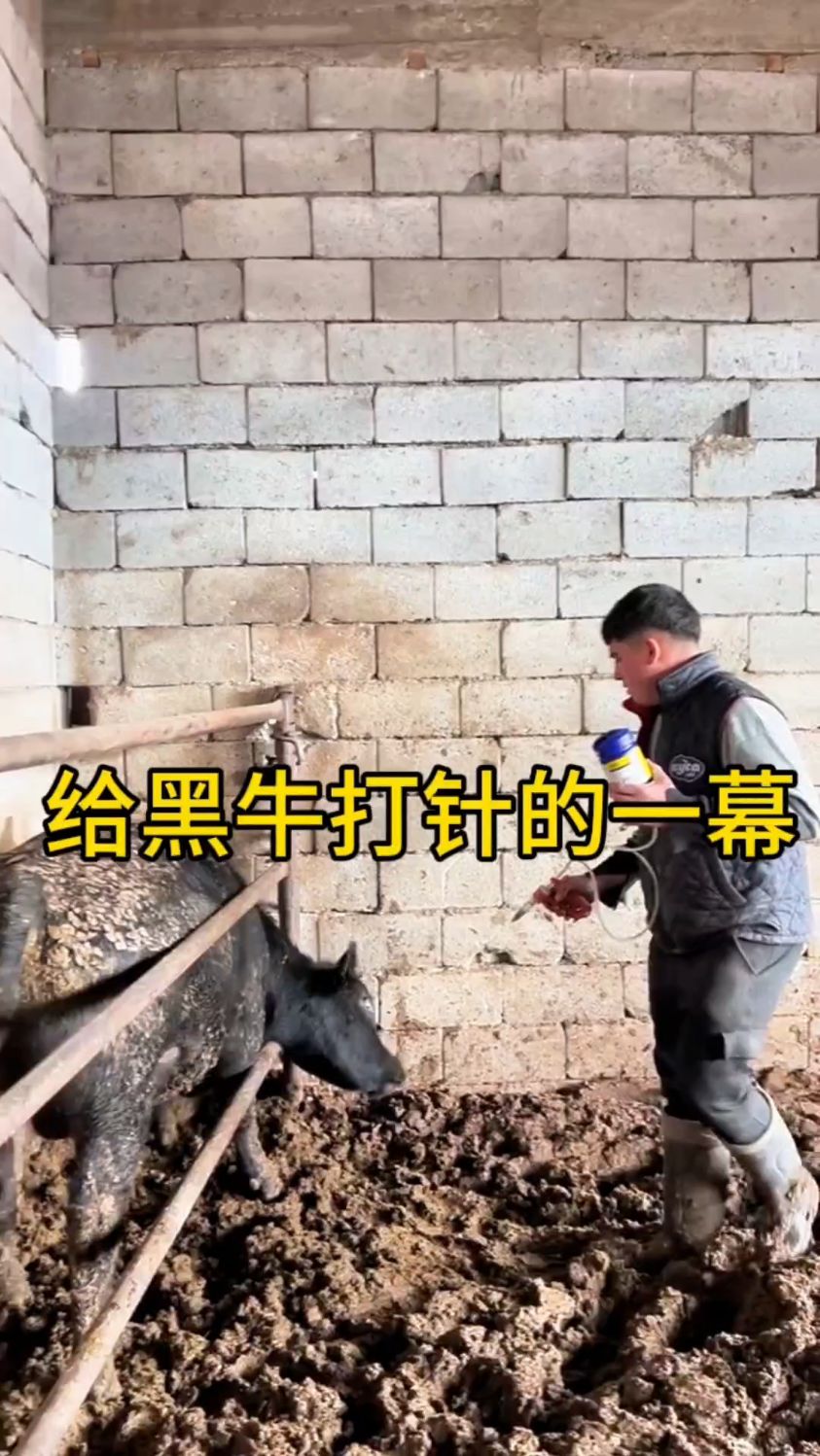 在农场,该怎么正确地给牛打针?