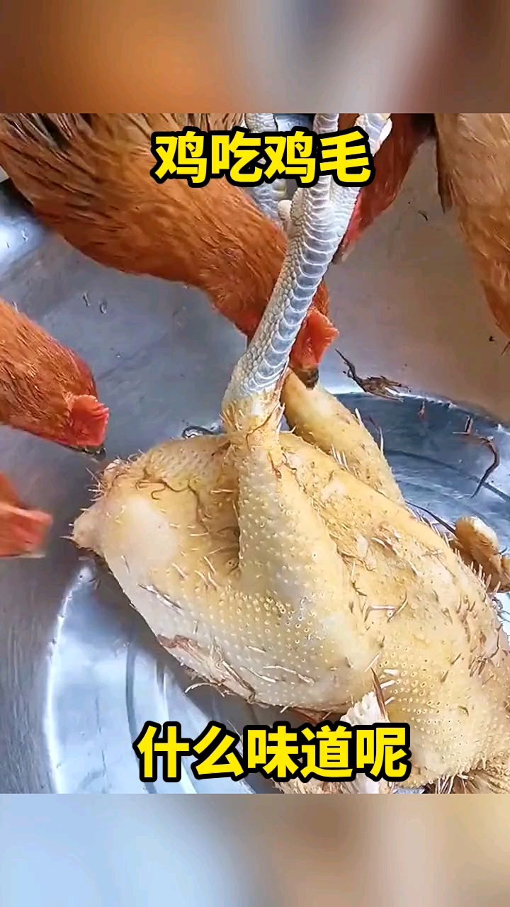 鸡吃鸡毛什么味道呢