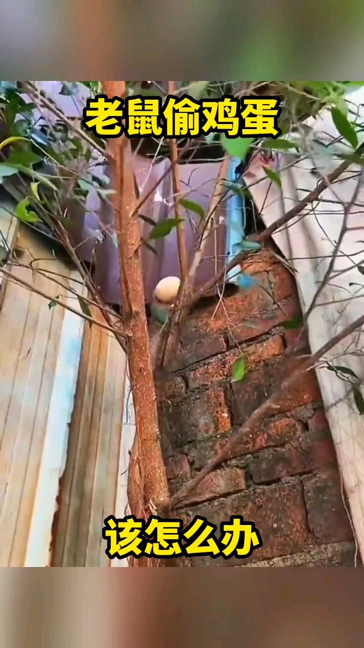老鼠偷鸡蛋该怎么办
