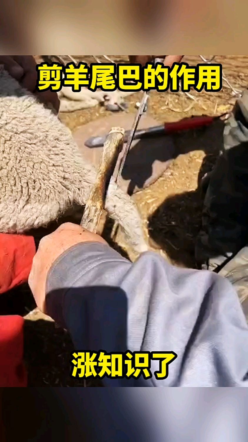 剪羊尾巴的作用涨知识了