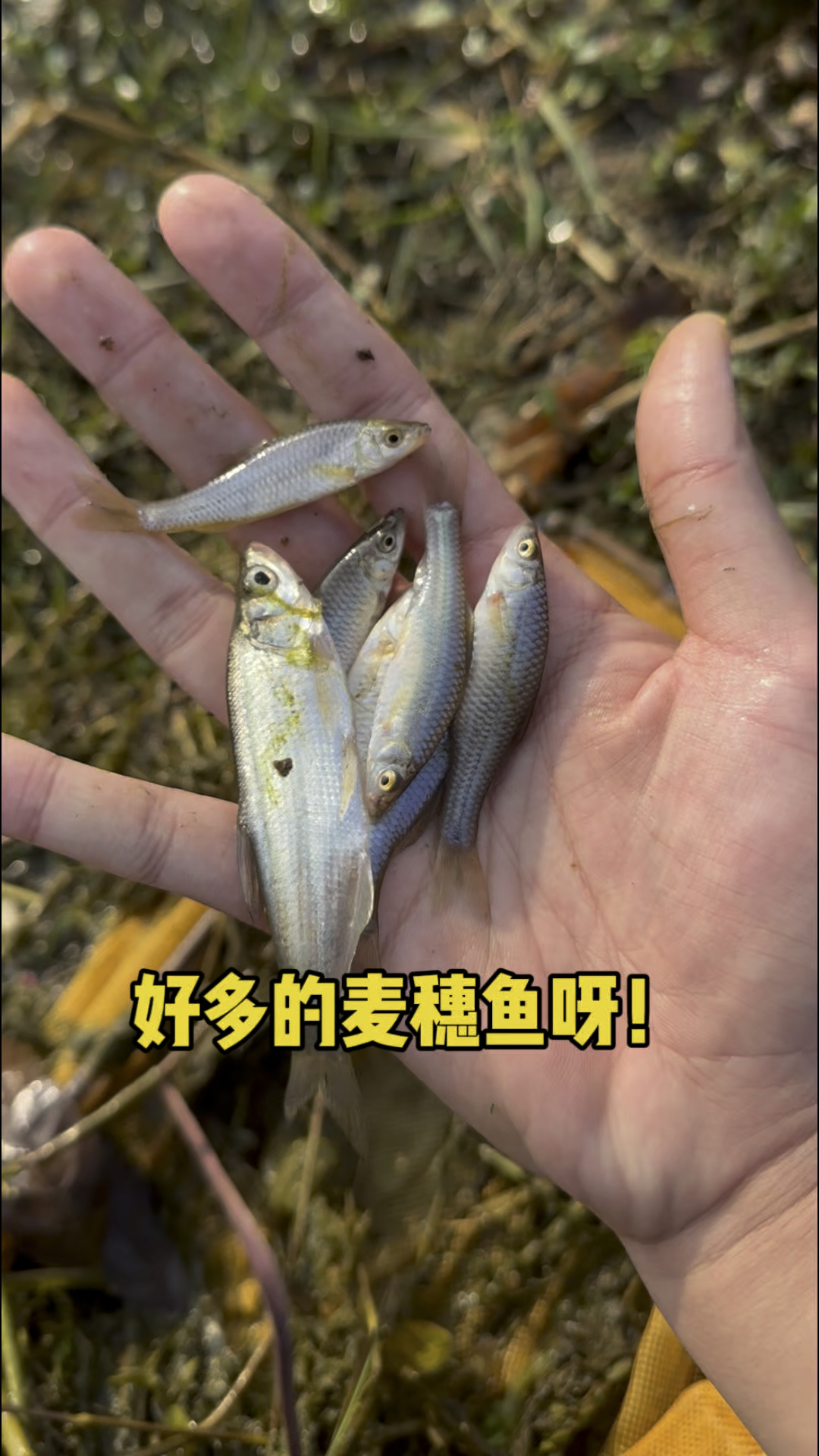 好多的麦穗鱼呀!