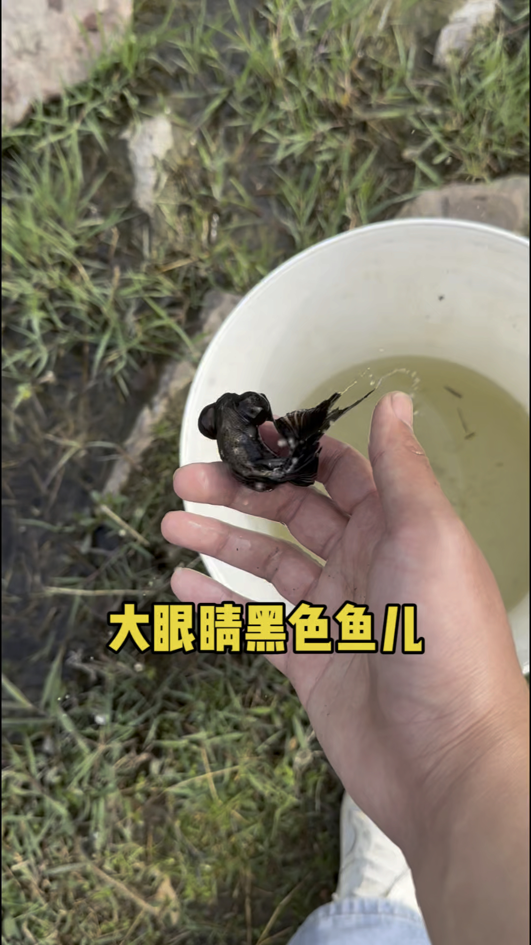 大眼睛黑色鱼儿呀