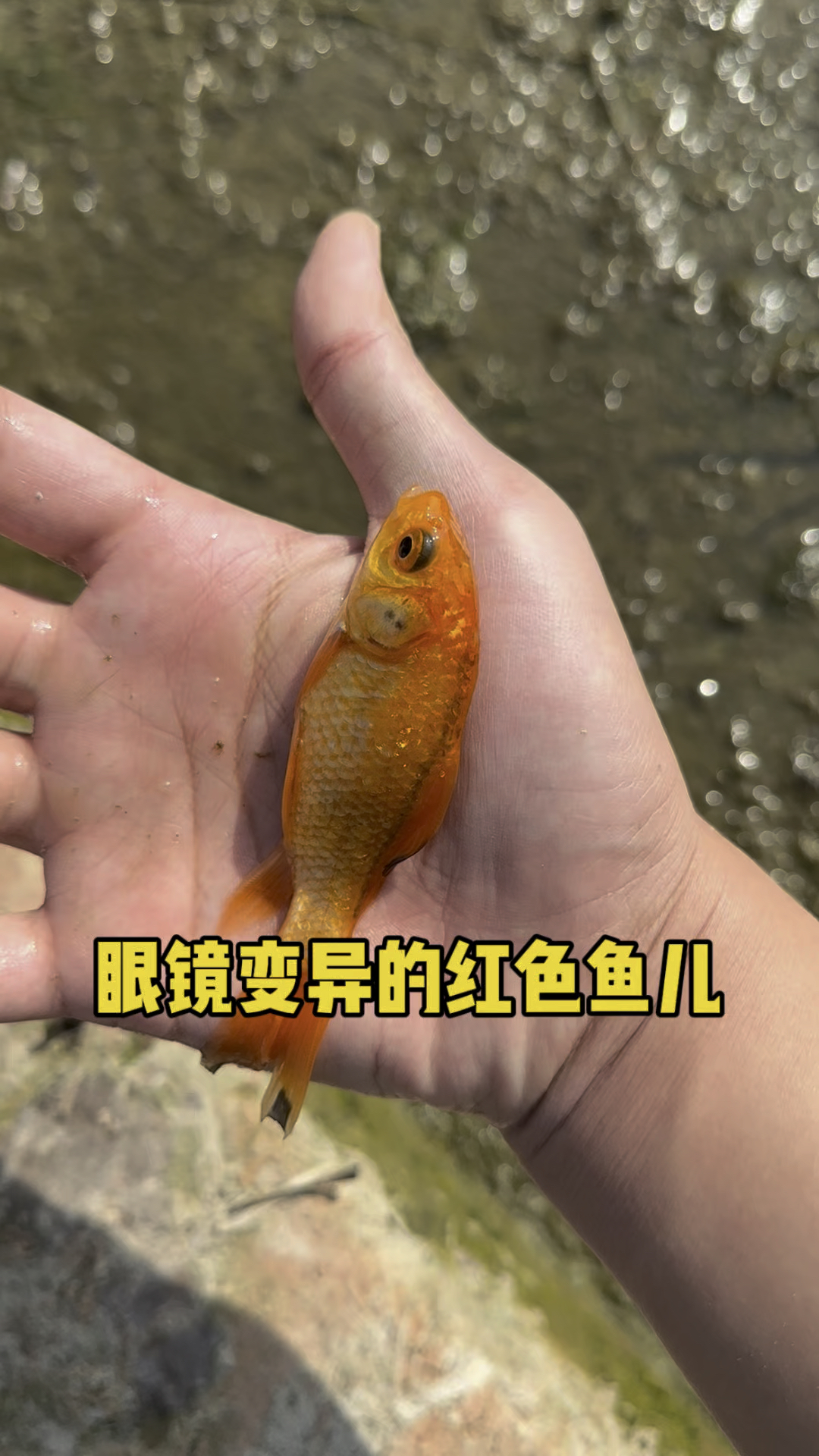 眼睛变异的红色鱼儿