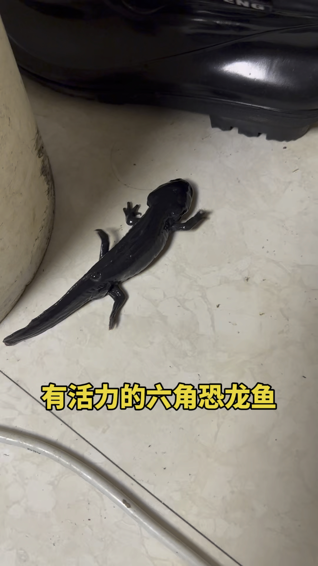 有活力的六角恐龙鱼