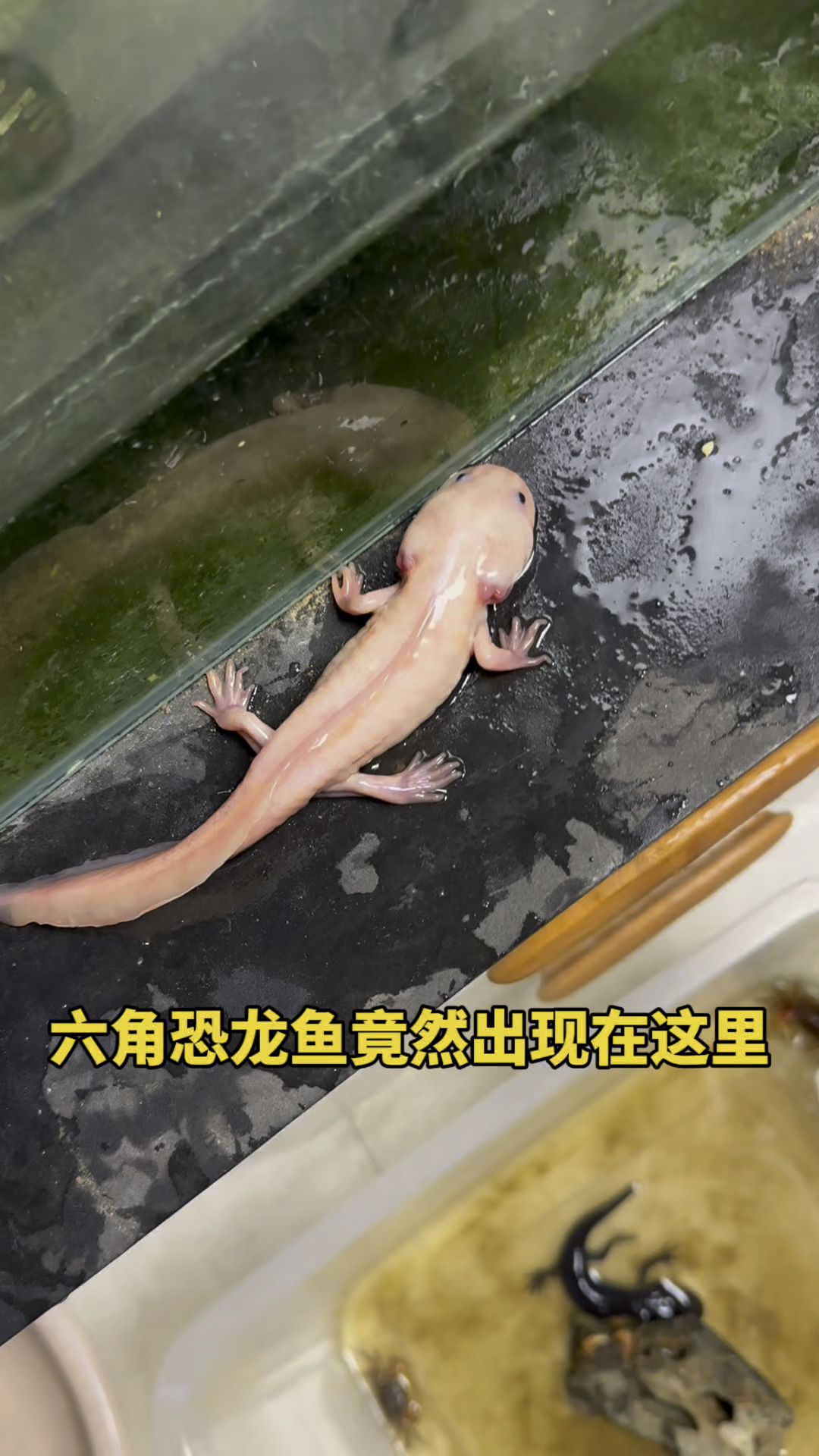 六角恐龙鱼竟然出现在这里