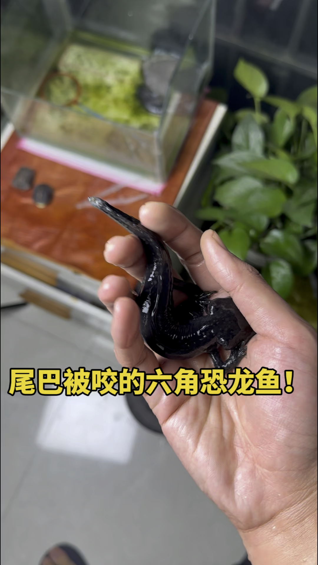 六角恐龙鱼的尾巴不知道被什么东西咬了