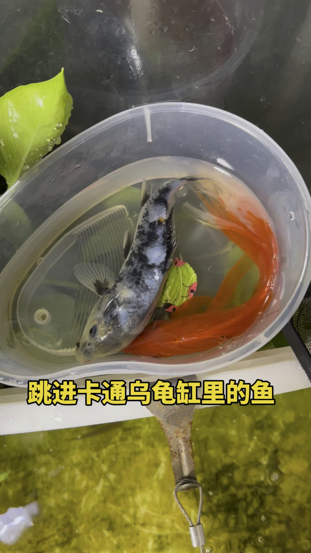 跳进卡通乌龟缸里的鱼儿