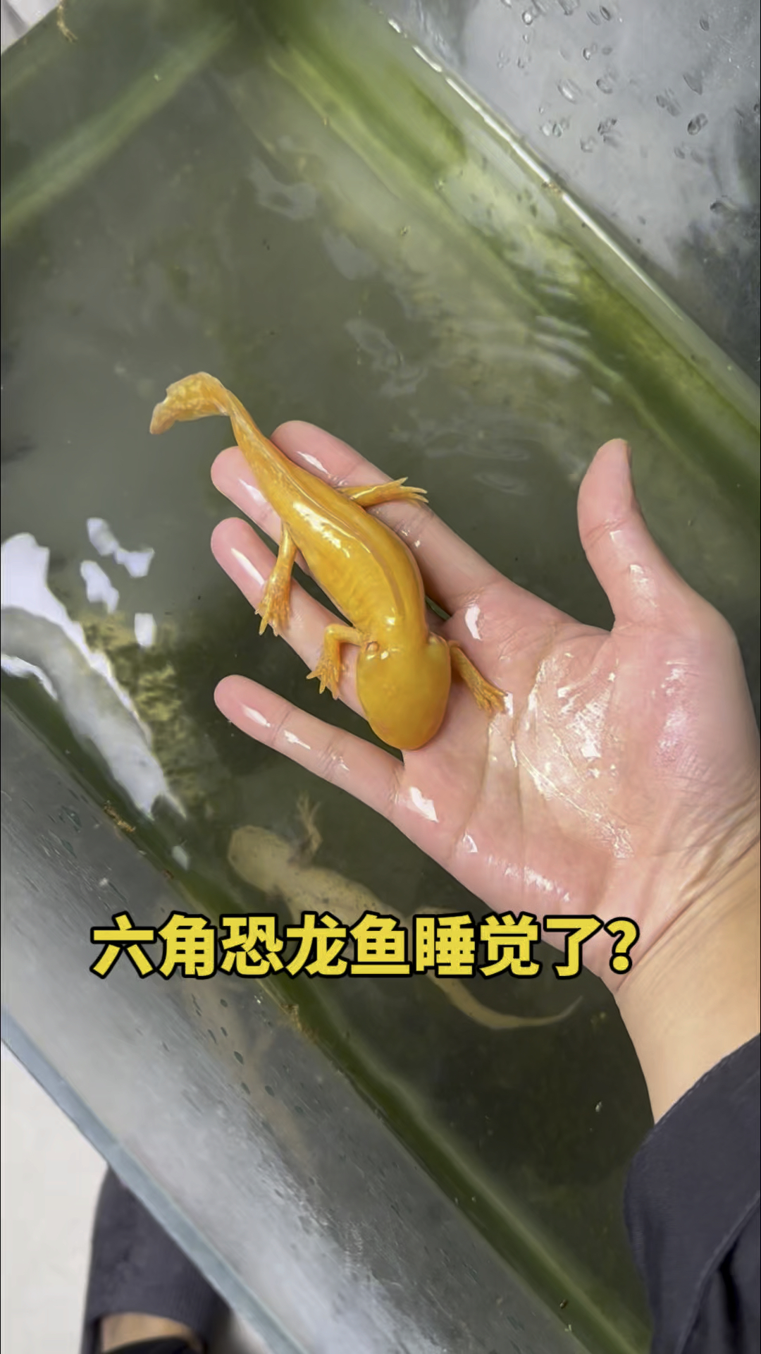 六角恐龙鱼睡觉了?