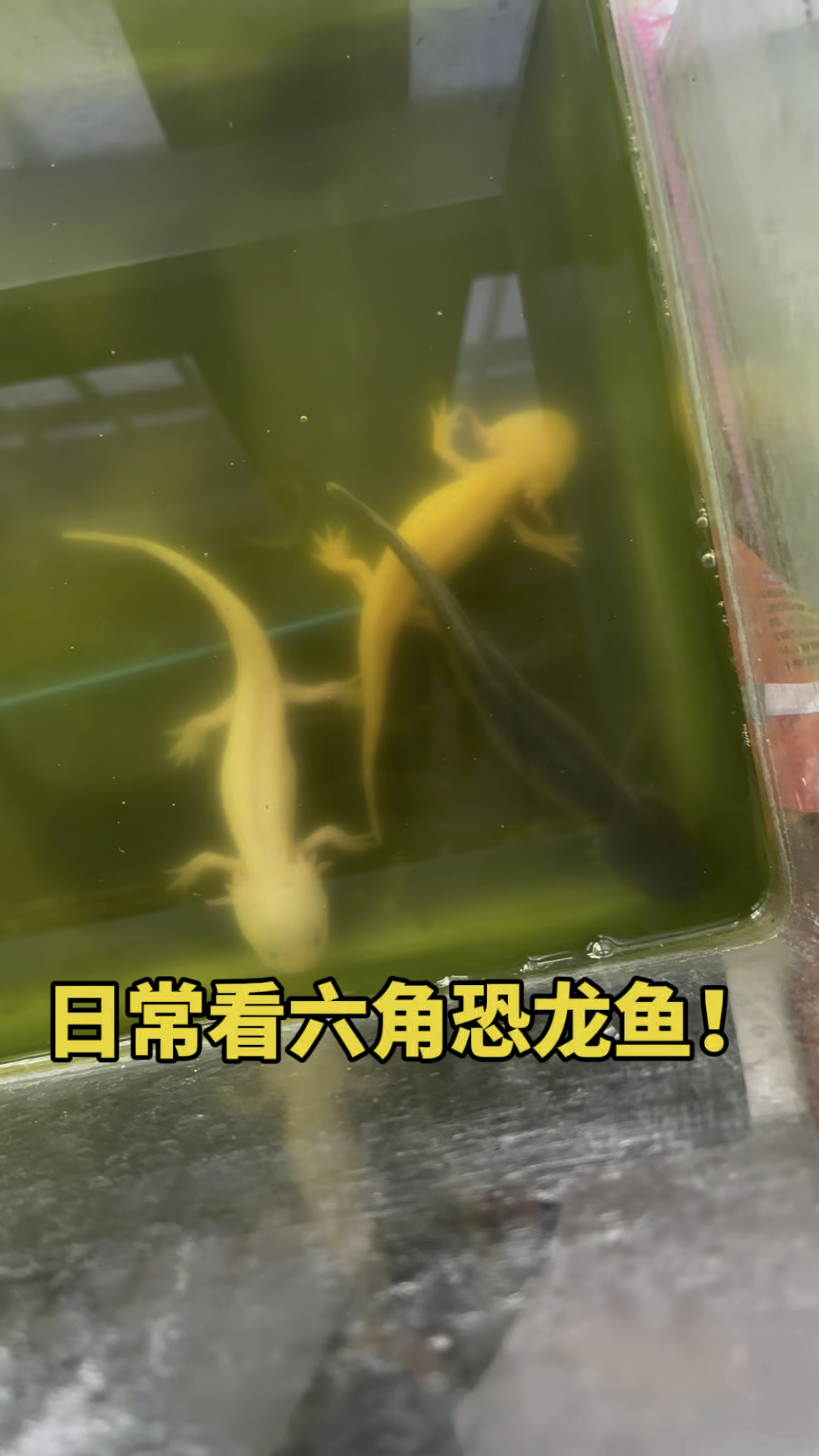 日常看六角恐龙鱼!