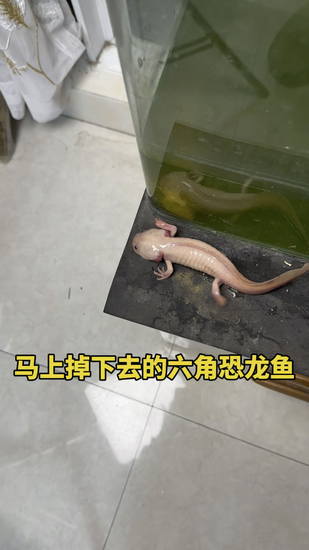 马上掉下去的六角恐龙鱼