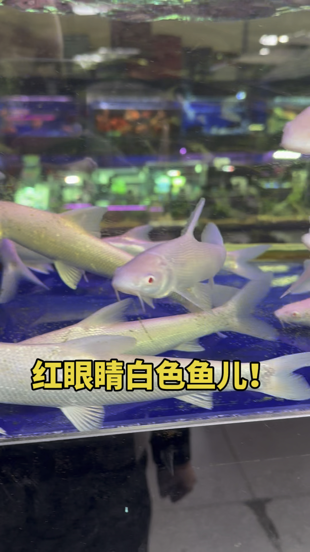 红眼睛白色鱼儿呀