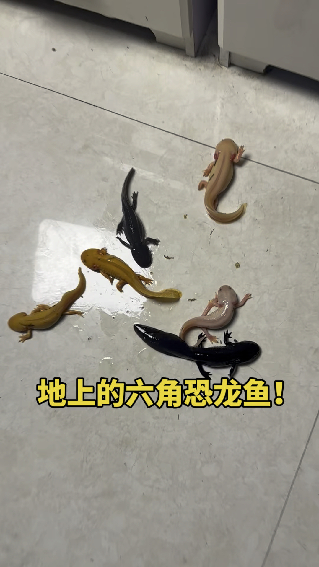 地上的六角恐龙鱼呀!