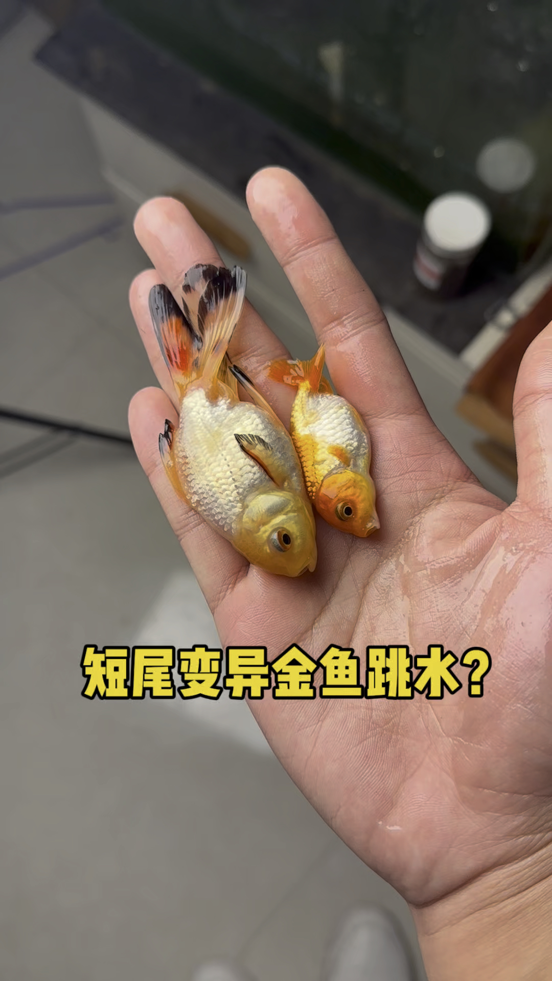 短尾变异金鱼跳水