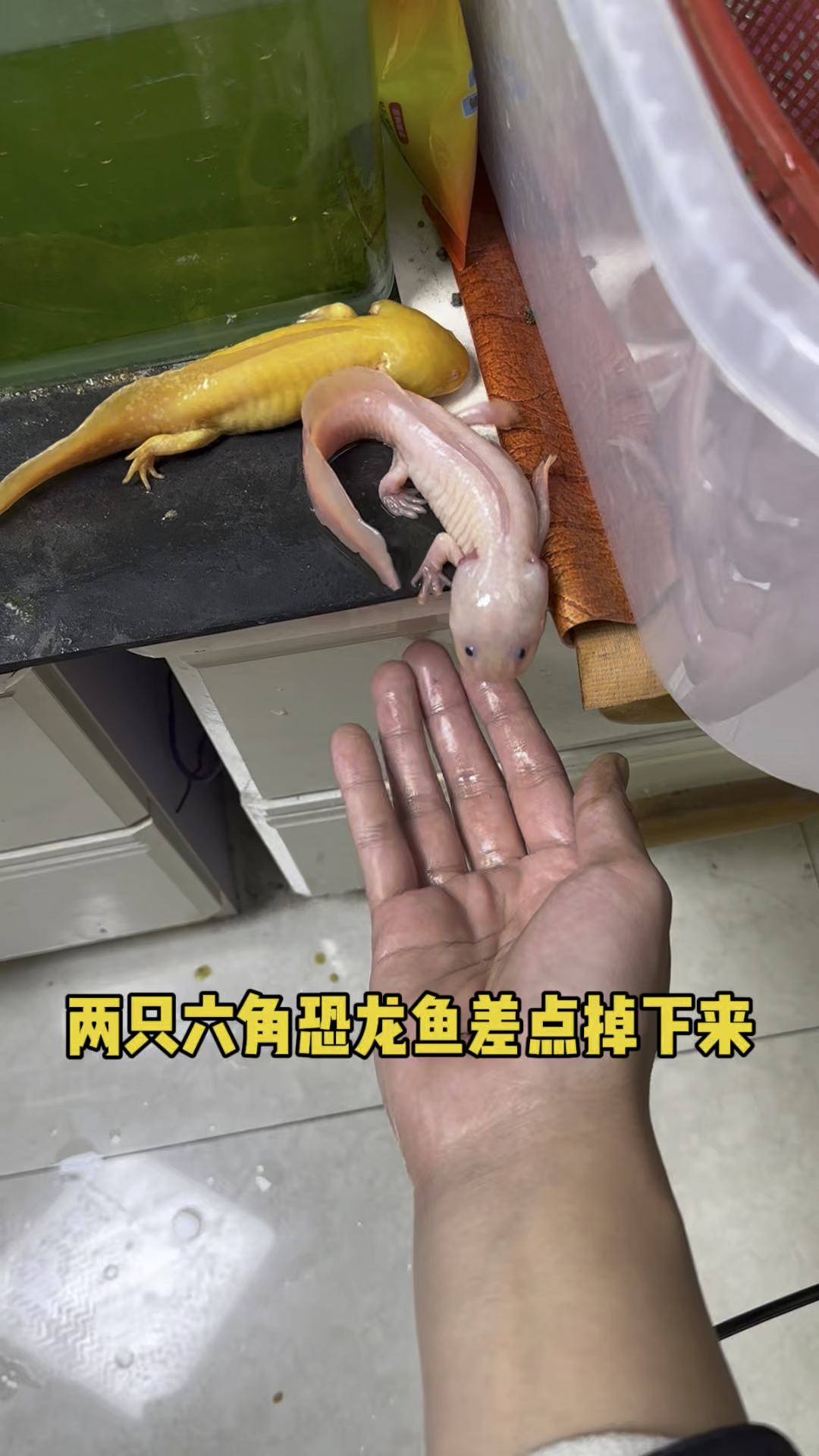 两只六角恐龙鱼差点掉下来