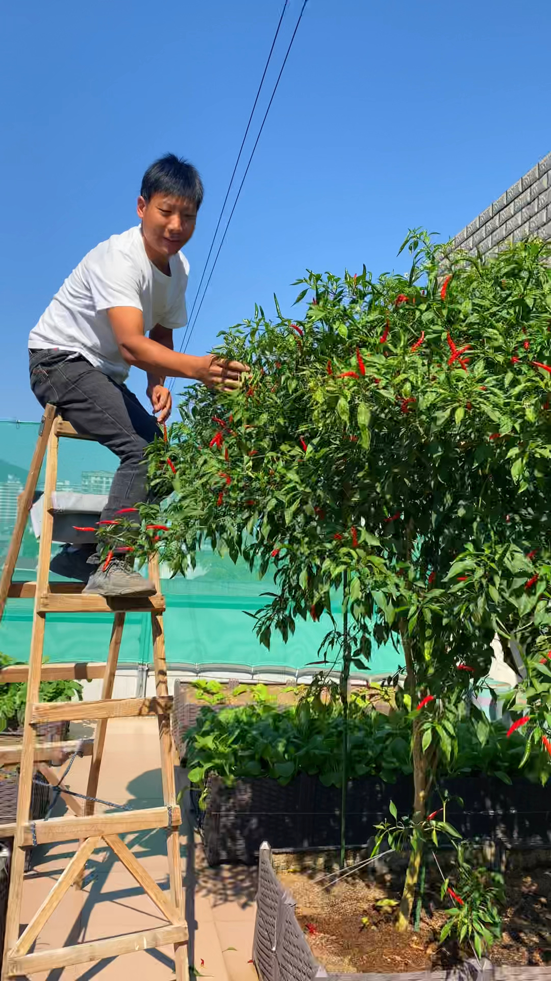 我不喜欢打麻将,也不喜欢打牌,只喜欢种种菜。
