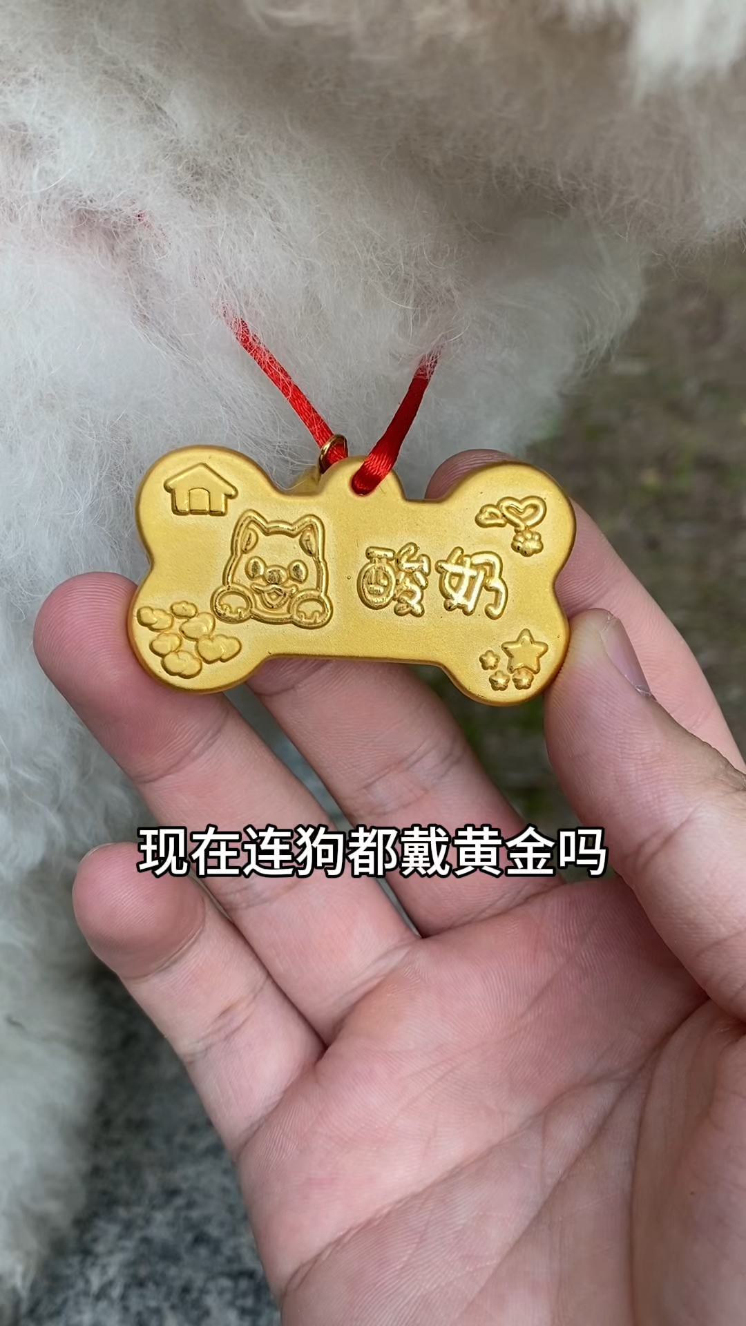 狗戴黄金,虾仁猪心!