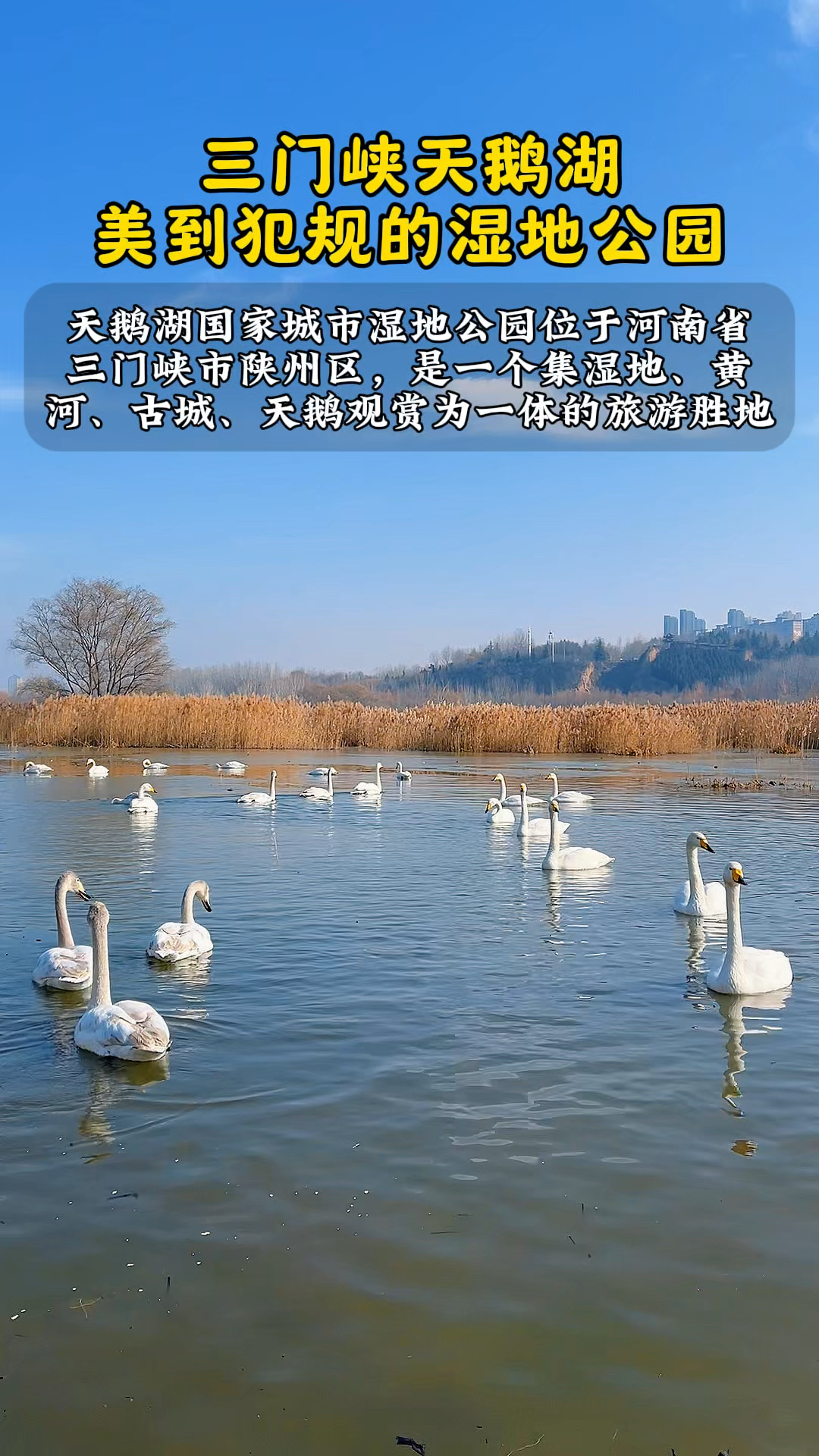 临颍小伙云游四海:三门峡天鹅湖国家城市湿地公园,简直美到窒息