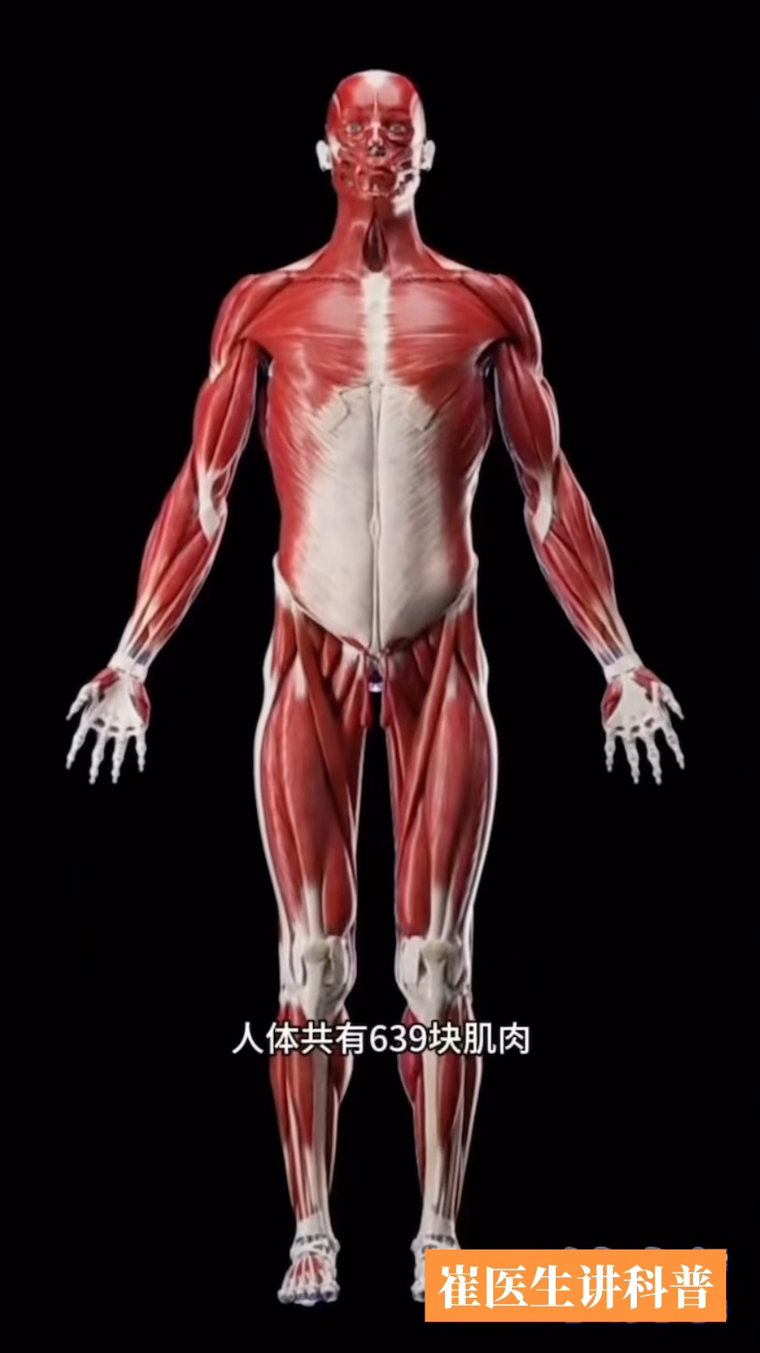 人体大约有600多块肌肉,约占体重的40%左右