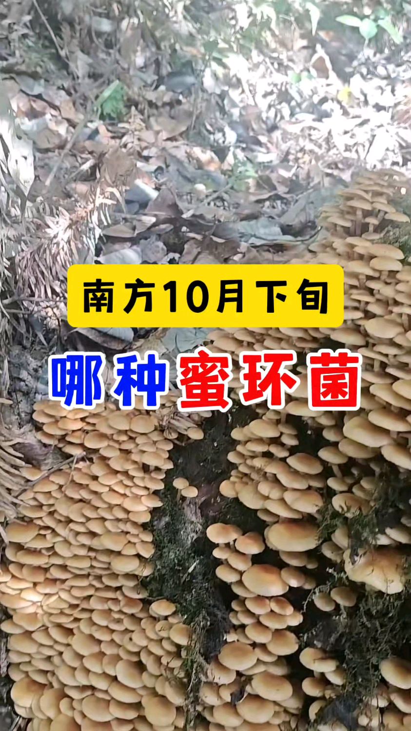 南方10月下旬,哪种蜜环菌——高卢蜜环菌(复合群)