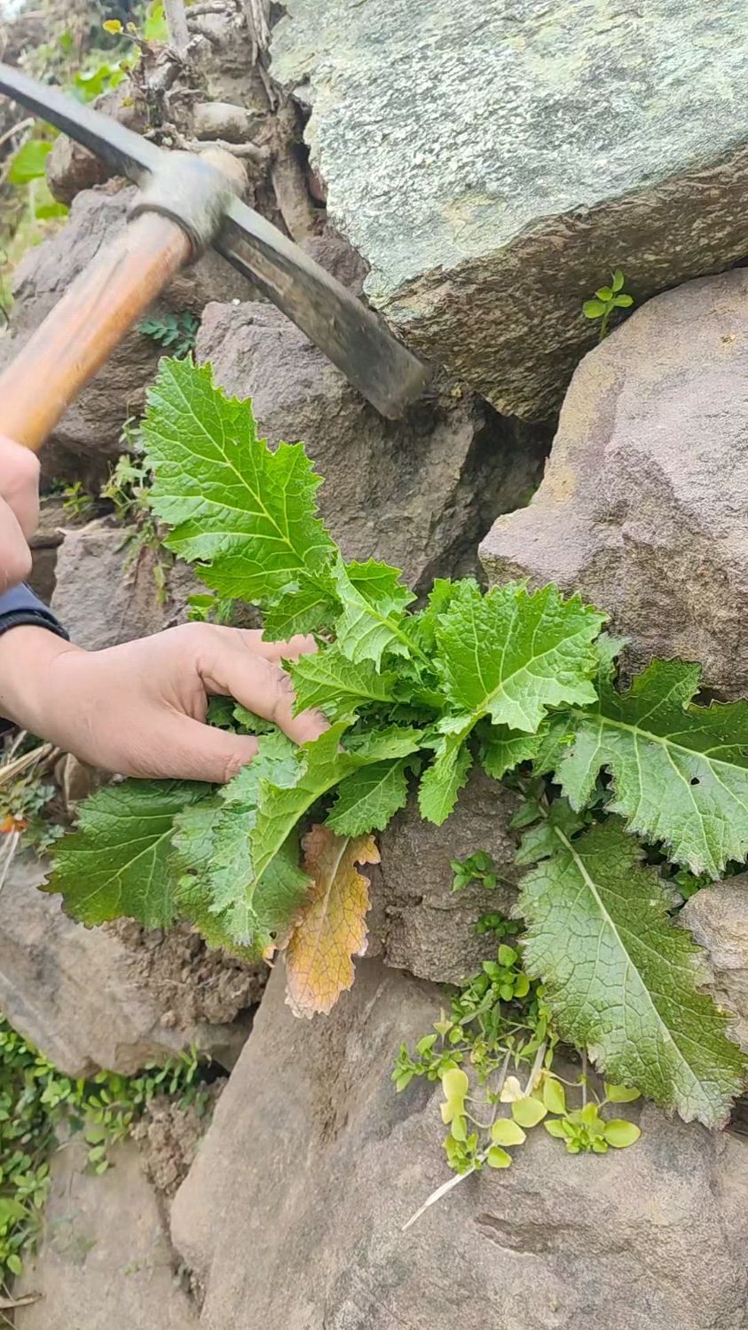 新年第一波山野菜雪里蕻,开挖啦