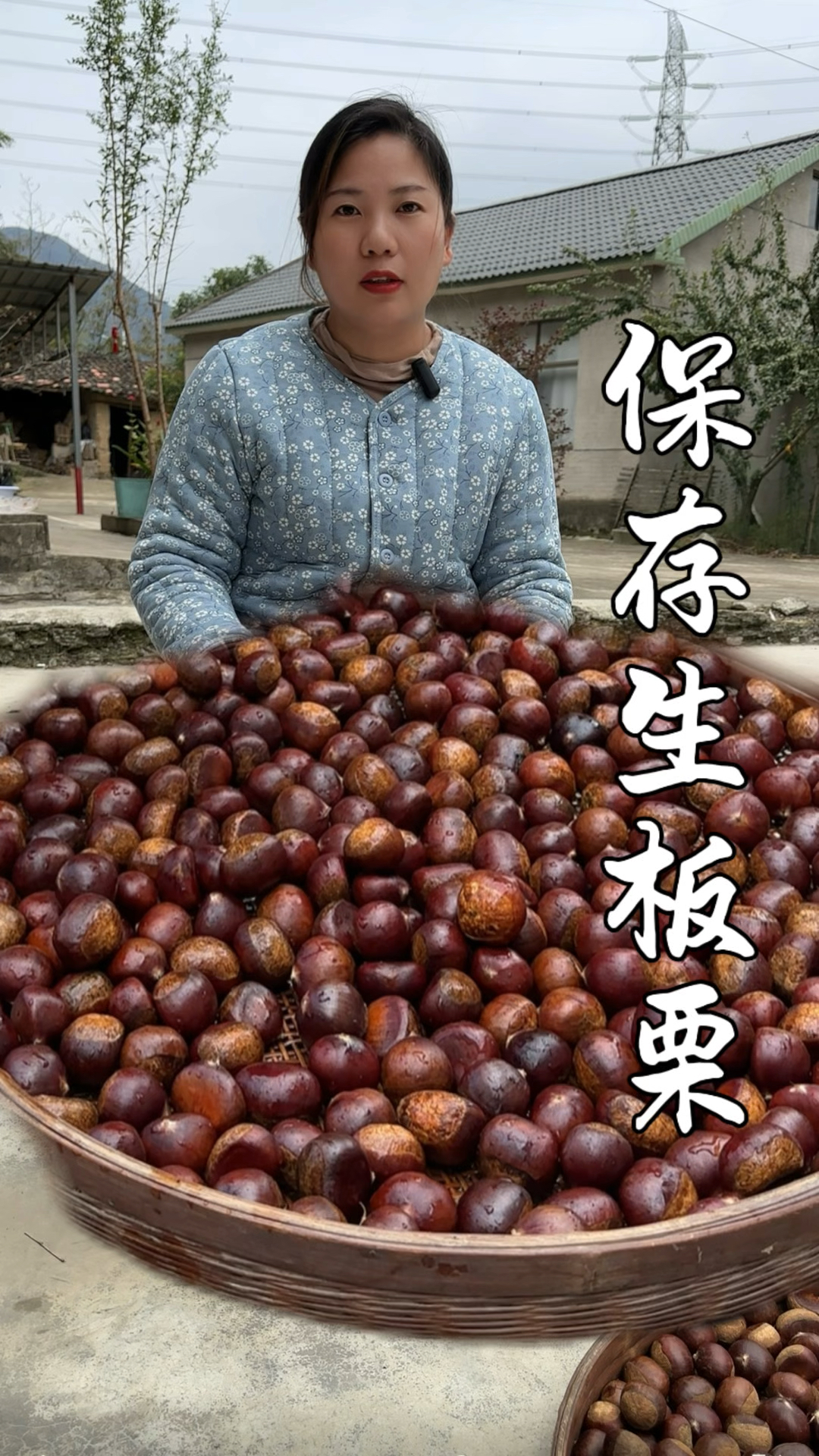以前农村保存生板栗的土方法真管用,几百斤存到过年做糖炒栗子