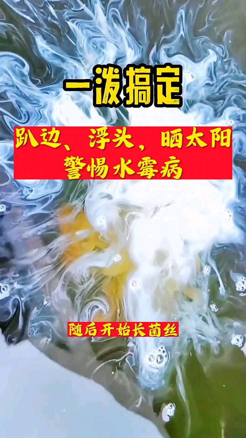 水霉病的症状是什么