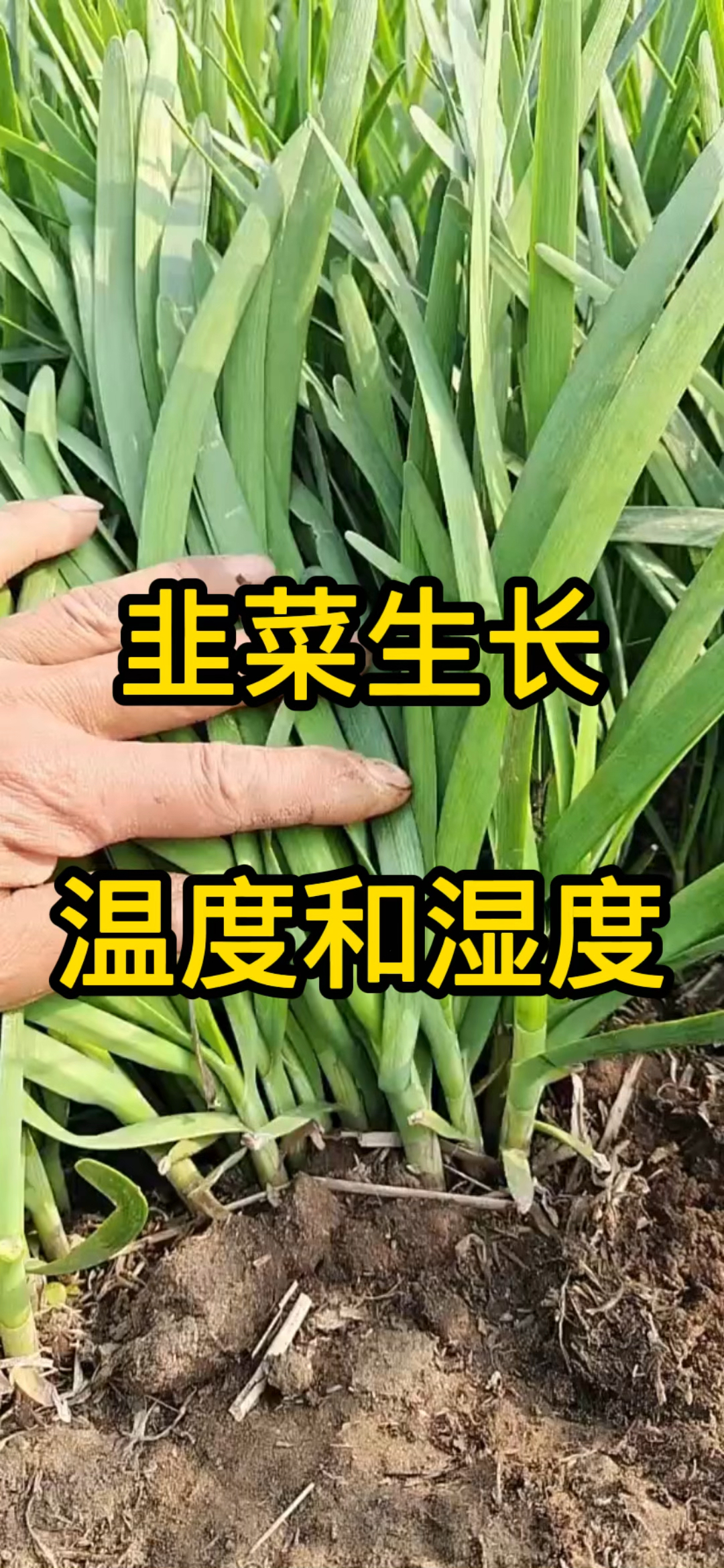您知道适合韭菜生长的温度和湿度,分别是多少吗?