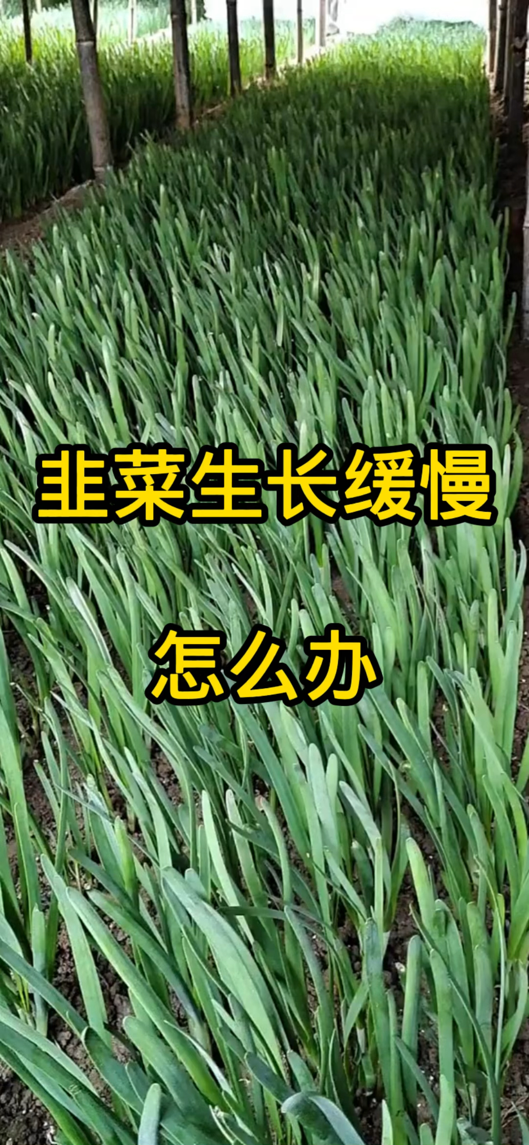 韭菜生长缓慢,怎么办?