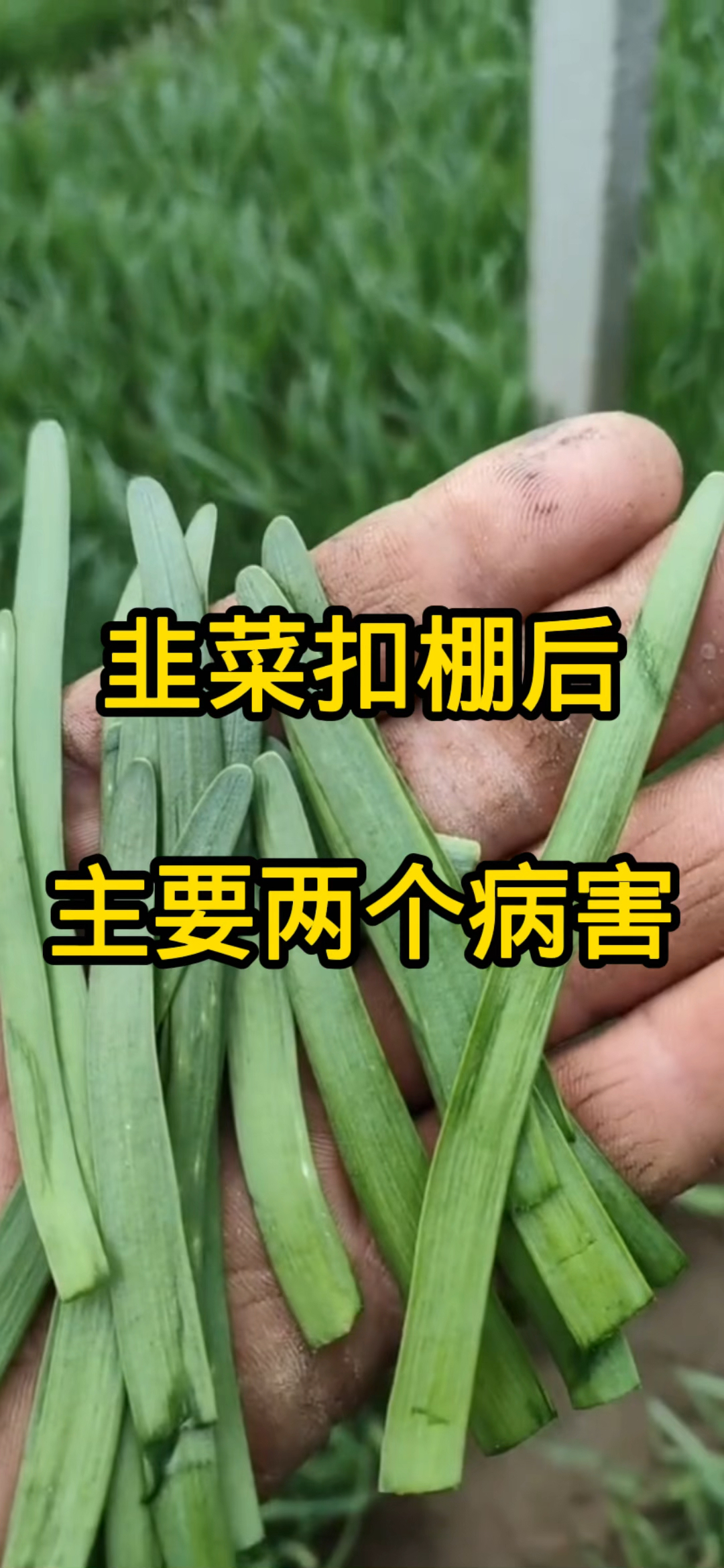韭菜扣棚后,主要有两个病害!