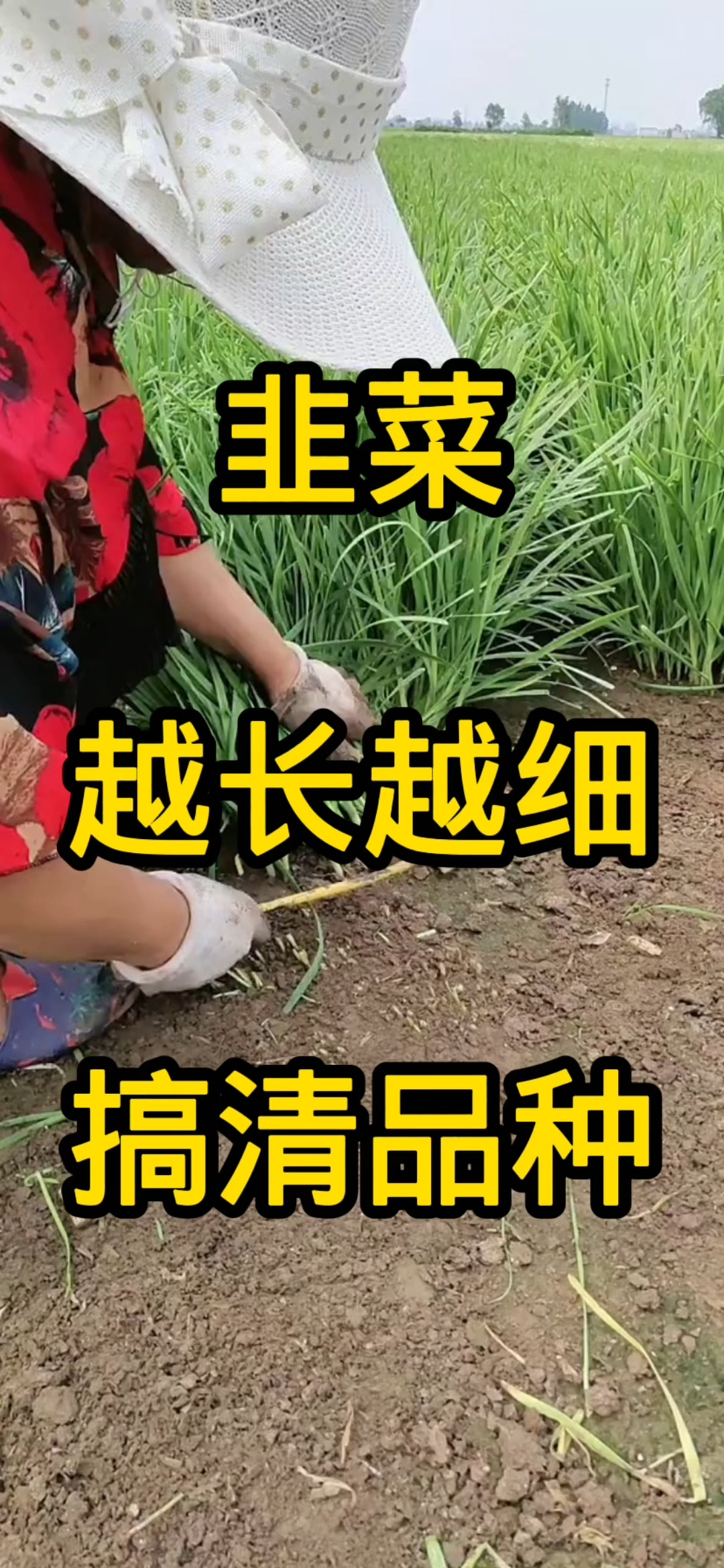 韭菜越长越细-搞清品种!