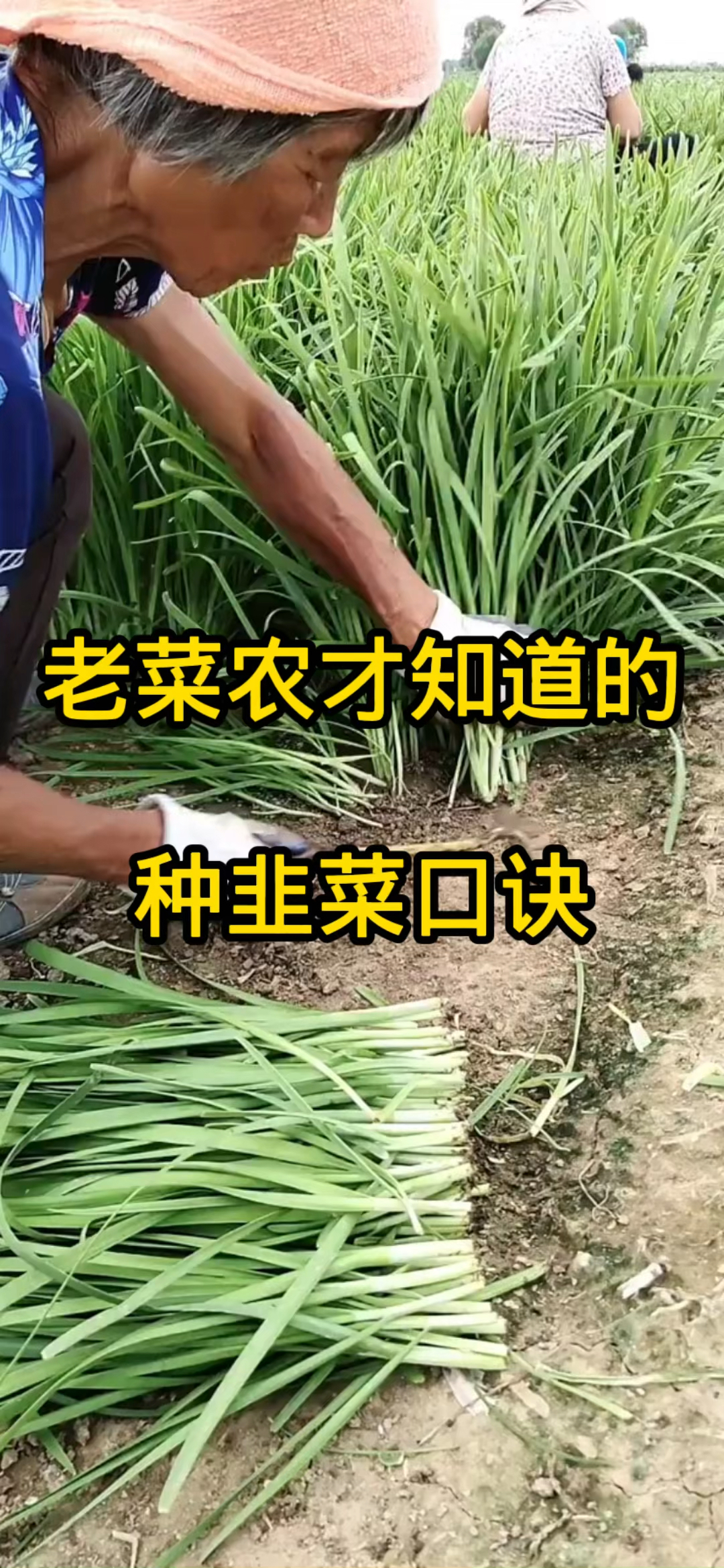 老菜农才知道的种韭菜口诀!