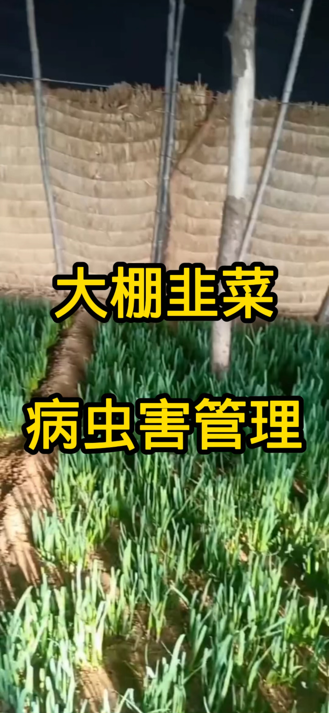 大棚韭菜病虫害管理!