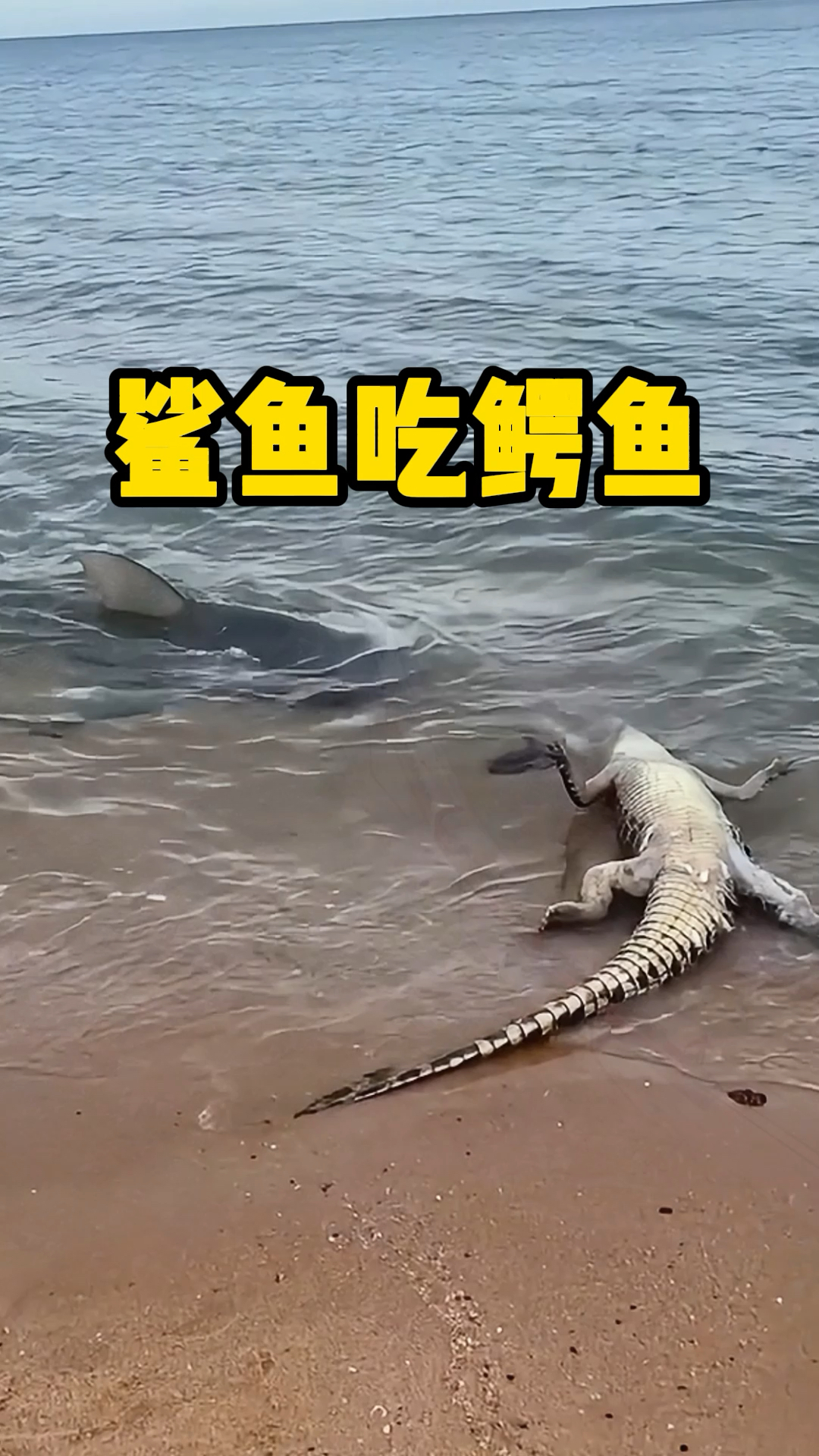 鲨鱼想要吃掉鳄鱼,然而却咬不动它的盔甲!