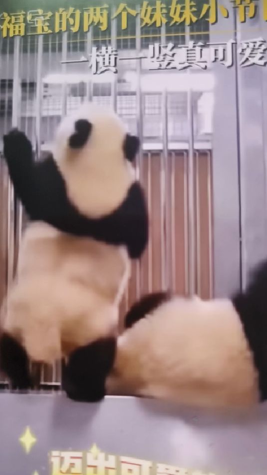 可爱的熊猫视频,大家觉得好玩吗?
