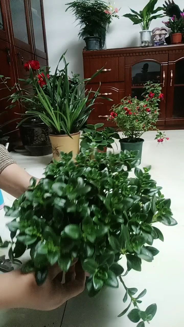 金鱼花这样修剪,株型圆满漂亮更容易长花苞