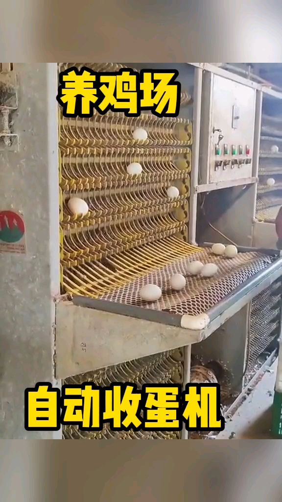 养鸡场自动收蛋机,干净方便!