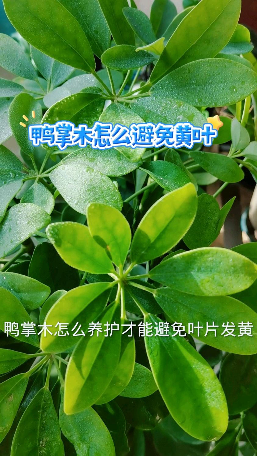 鸭掌木怎么避免黄叶