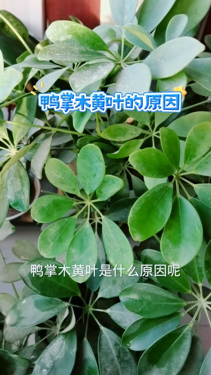 鸭掌木黄叶的原因,秋天要注意