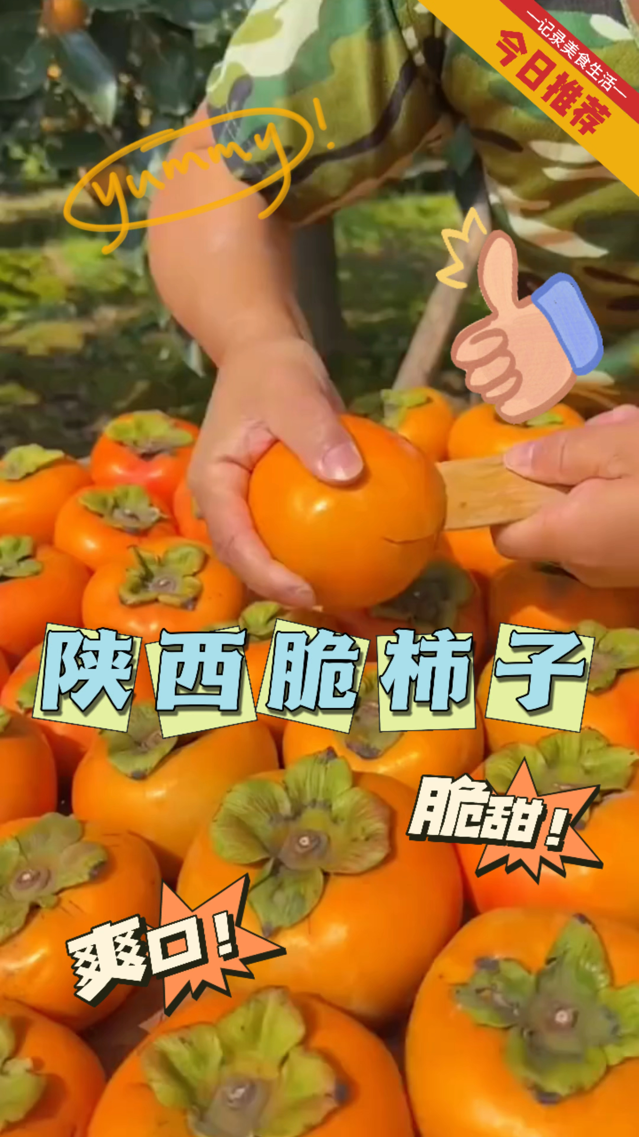 陕西巧克力脆柿子,苹果的脆哈密瓜的甜!吃起来脆甜脆甜的不涩嘴